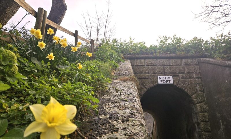 A photo of the tunnel approach to the Fort, taken outside on an overcast but bright day. There is a green verge to the left of the tunnel that has some lovely yellow daffodils in bloom.