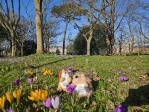 Two Nothe Fort plush toys, a squirrel and a hedgehog, are sunning themselves on the grass amongst the pink and yellow tulips in the Nothe Gardens.